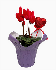 Valentine's Day - Cyclamen Red (4 Inch Purple Wrap with Heart Pick)