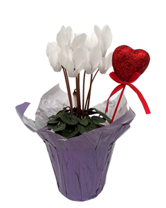 Valentine's Day - Cyclamen White (4 Inch Purple Wrap with Heart Pick)