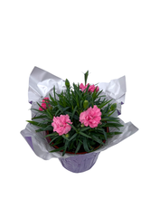 Load image into Gallery viewer, Valentine&#39;s Day - Dianthus Pink (4 Inch Purple Wrap)
