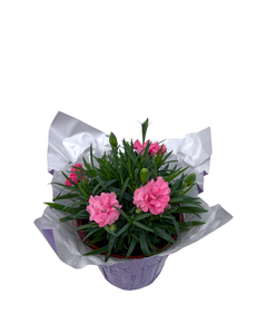 Valentine's Day - Dianthus Pink (4 Inch Purple Wrap)