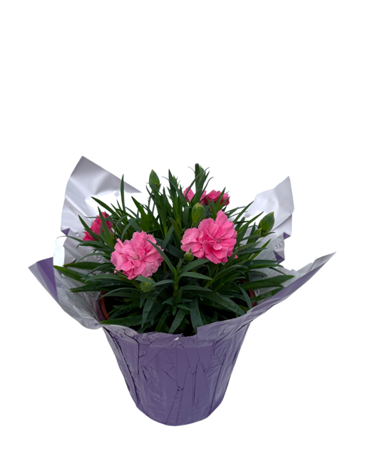 Valentine's Day - Dianthus Pink (4 Inch Purple Wrap)