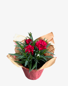 Valentine's Day - Dianthus Red (4 Inch Pink Wrap)