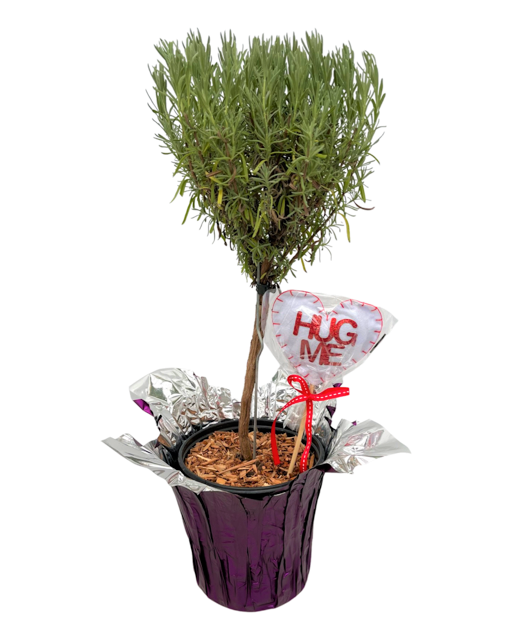 Valentine's Day - Lavender Anouk '1 Gallon Standard with Wrap and Pick'