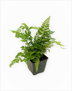 Fern - Rumohra adiantiformis 'Variegated Leather Fern' (4 Inch) Product vendor