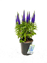 Load image into Gallery viewer, Perennial - Veronica spicata &#39;Royal Candles Speedwell&#39; (1 Gallon)
