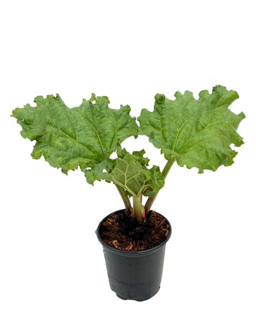 Vegetable - Rheum rhabarbarum 'Victoria Rhubarb' (1 Gallon)
