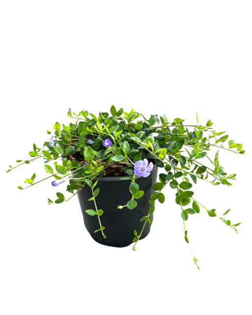 Ground Cover - Vinca minor 'Bowles Periwinkle' (1 Gallon)