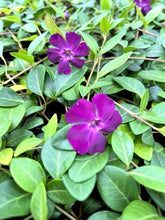 Load image into Gallery viewer, Ground Cover - Vinca minor atropurpurea &#39;Red Periwinkle&#39; (4 Inch)
