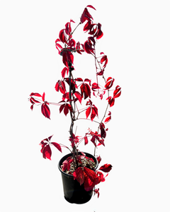 Staked/Vines - Parthenocissus quinquefolia 'Virginia Creeper' (1 Gallon)