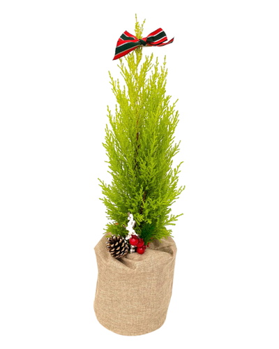 Christmas - Wilma Cypress (1 Gallon Bag, Bow and Pick) Product vendor