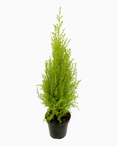 Shrub - Cupressus macrocarpa 'Wilma Goldcrest' (4.5 Inch) Product vendor