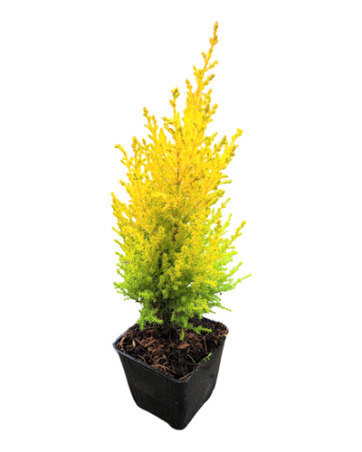 Shrub - Cupressus macrocarpa 'Wilma Goldcrest' (4 Inch) Product vendor