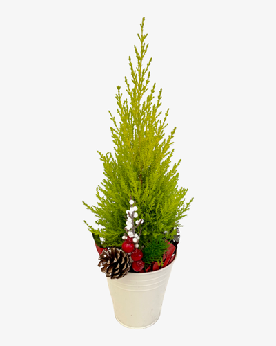 Christmas - Wilma Cypress (4 Inch Tin) Product vendor