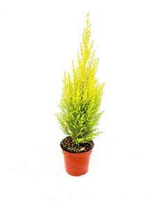 Shrub - Cupressus macrocarpa 'Wilma Goldcrest' (4 Inch Round)