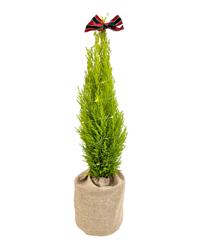Christmas - Wilma Cypress (1 Gallon Bag, Bow, and Lights) Product vendor