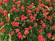 Load image into Gallery viewer, Shrub - Helianthemum nummularium &#39;Rock Rose Ben Ledi&#39; (1 Gallon)
