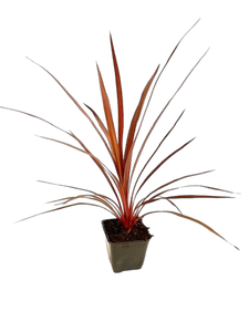 Grass - Cordyline australis 'Red Star' (4 Inch) Product vendor