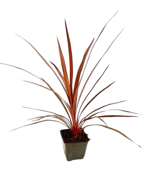 Grass - Cordyline australis 'Red Star' (4 Inch) Product vendor