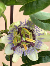 Load image into Gallery viewer, Staked/Vines - Passiflora  caerulea &#39;Blue Passionflower’ (1 Gallon)
