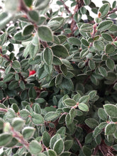 Load image into Gallery viewer, Shrub - Cotoneaster glaucophyllus &#39;Gray-Leaf Cotoneaster&#39; (1 Gallon)
