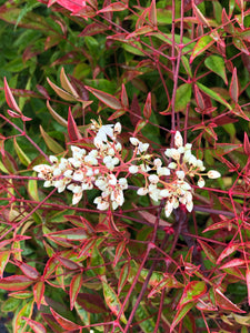 Shrub - Nandina domestica 'Heavenly Bamboo' (1 Gallon) Product vendor