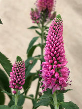 Load image into Gallery viewer, Perennial - Veronica spicata &#39;First Love’ (1 Gallon)
