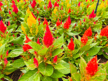 Load image into Gallery viewer, Annual - Assorted Celosia plumosa &#39;First Flame Mix&#39; (6 Inch Terracotta)
