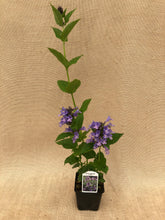 Load image into Gallery viewer, Perennial - Nepeta hybrid &#39;Blue Prelude Catmint&#39; (4 Inch)
