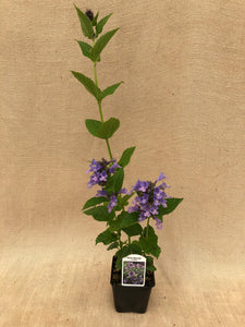 Perennial - Nepeta hybrid 'Blue Prelude Catmint' (4 Inch)