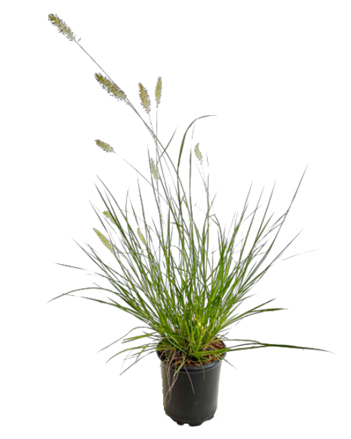 Grass - Pennisetum alopecuroides 'Little Bunny Dwarf Grass'  (1 Gallon)