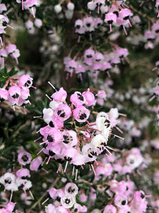 Shrub - Erica canaliculata 'Pink Tree Heath' (1 Gallon)