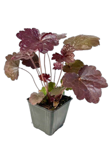 Perennial - Heuchera micrantha 'Palace Purple' (4 Inch)