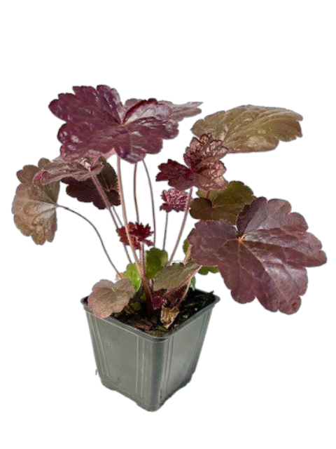 Perennial - Heuchera micrantha 'Palace Purple' (4 Inch)
