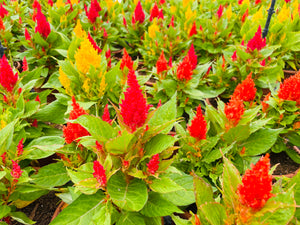 Annual - Assorted Celosia plumosa 'First Flame Mix' (6 Inch Terracotta)