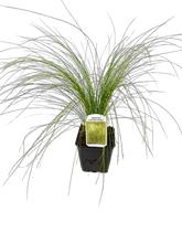Load image into Gallery viewer, Grass - Stipa tenuissima &#39;Mexican Feather Grass&#39; (4 Inch)
