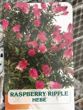 Load image into Gallery viewer, Shrub - Hebe hybrida &#39;Raspberry Ripple&#39; (1 Gallon)

