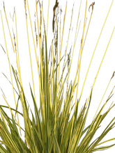 Load image into Gallery viewer, Grass - Molinia caerulea &#39;Variegated Moor Grass&#39; (4 Inch)
