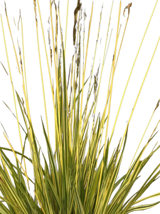 Grass - Molinia caerulea 'Variegated Moor Grass' (4 Inch)