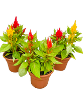 Load image into Gallery viewer, Annual - Assorted Celosia plumosa &#39;First Flame Mix&#39; (6 Inch Terracotta)
