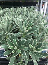 Load image into Gallery viewer, Perennial - Euphorbia characias ‘Glacier Blue’ (4 Inch)
