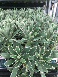 Perennial - Euphorbia characias ‘Glacier Blue’ (4 Inch)