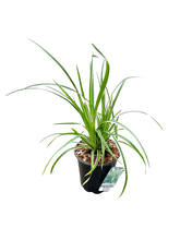 Load image into Gallery viewer, Grass - Carex morrowii &#39;Ice Dance Sedge&#39; (1 Gallon)
