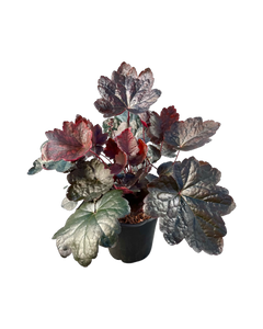 Perennial - Heuchera x hybrida 'Carnival Black Olive' (1 Gallon)