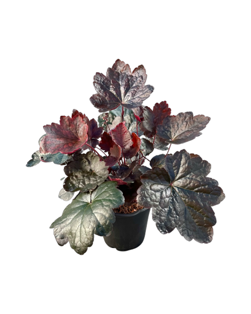 Perennial - Heuchera x hybrida 'Carnival Black Olive' (1 Gallon)