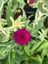 Load image into Gallery viewer, Perennial - Knautia macedonica &#39;Thunder &amp; Lightning&#39; (4 Inch)
