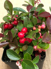 Load image into Gallery viewer, Ground Cover - Gaultheria procumbens &#39;Wintergreen&#39; (4 Inch)
