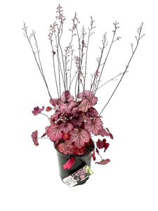 Perennial - Heuchera x hybrida 'Carnival Rose Granita' (1 Gallon)