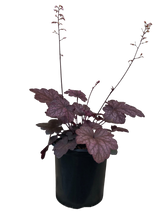 Load image into Gallery viewer, Perennial - Heuchera x hybrida &#39;Carnival Candy Apple&#39; (1 Gallon)
