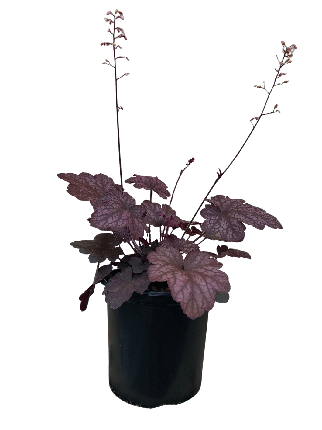 Perennial - Heuchera x hybrida 'Carnival Candy Apple' (1 Gallon)