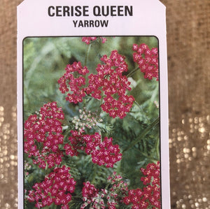 Perennial - Achillea millefolium 'Cerise Queen Yarrow' (4 Inch)
